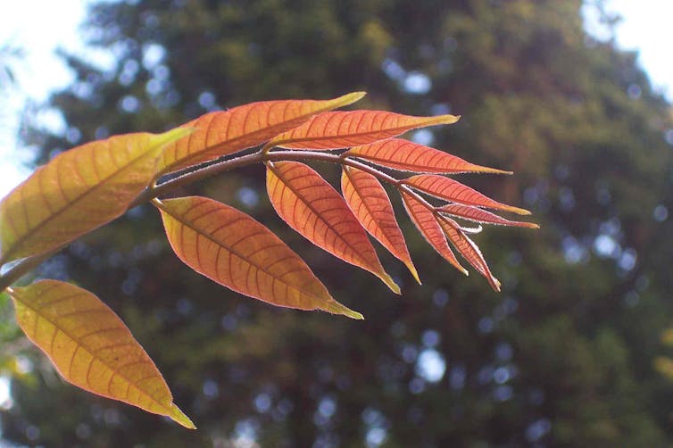 Leaves of the Toona ciliata