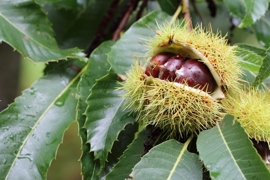 A spiky seed pod contains three brown nuts, lying against green leaves.