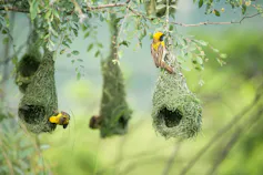Small yellow birds weave hanging nests in a tree