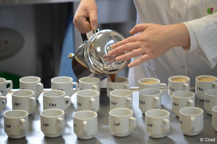 A scientist pours coffee from a French press into labelled cups.