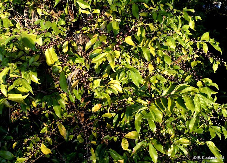 Stenophylla coffee plant growing in the wild.