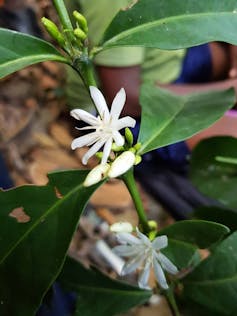 Two eight-rayed white flowers on a tree branch.