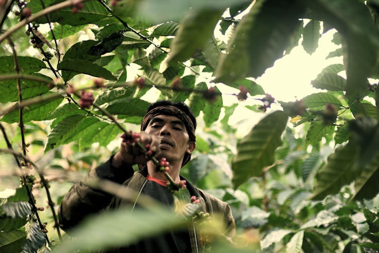 A man picks coffee cherries from a tree.