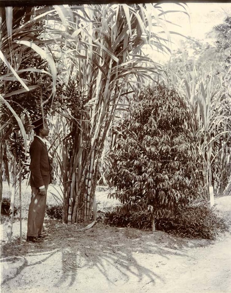 A black-and-white photo of a man looking near a coffee plant.