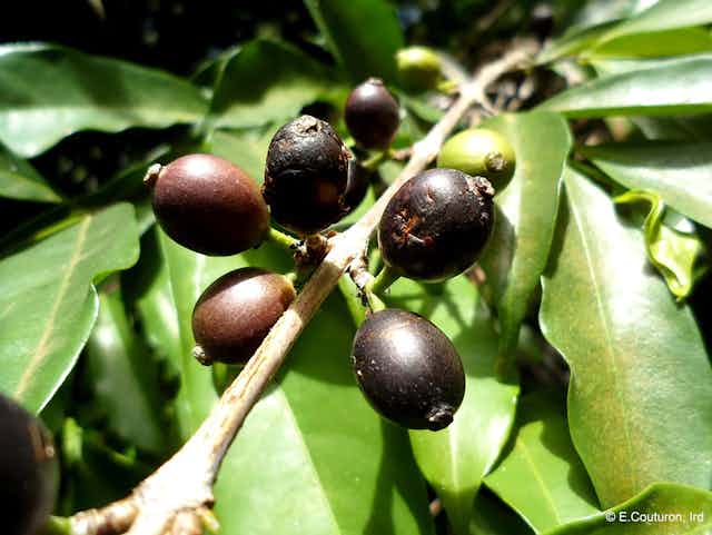 Black coffee cherries on a branch.