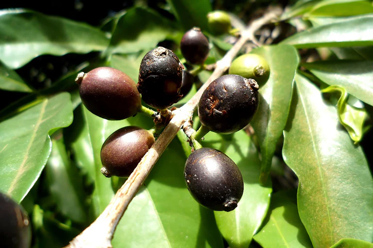 Black coffee cherries on a branch.