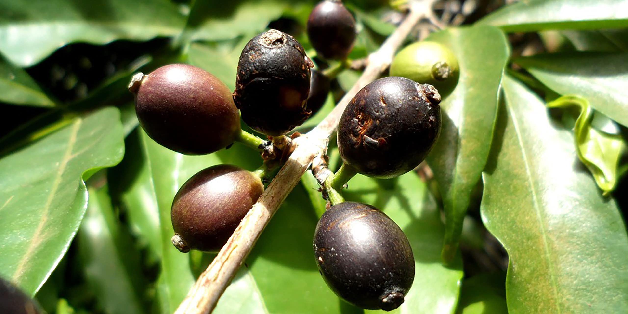 Black coffee cherries on a branch.