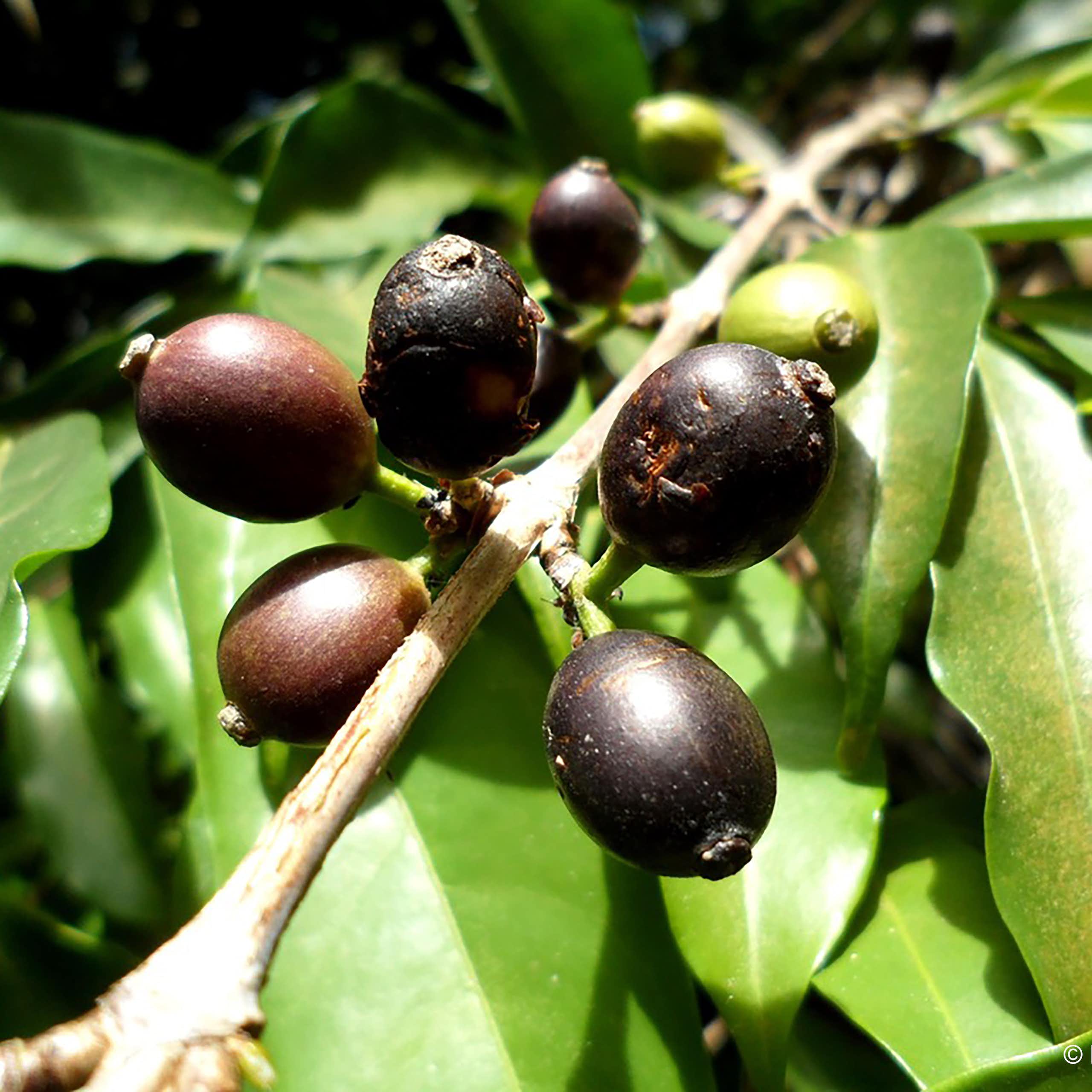 Black coffee cherries on a branch.