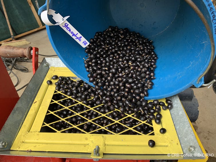 Black coffee cherries are poured out of a blue bucket into a yellow crate.