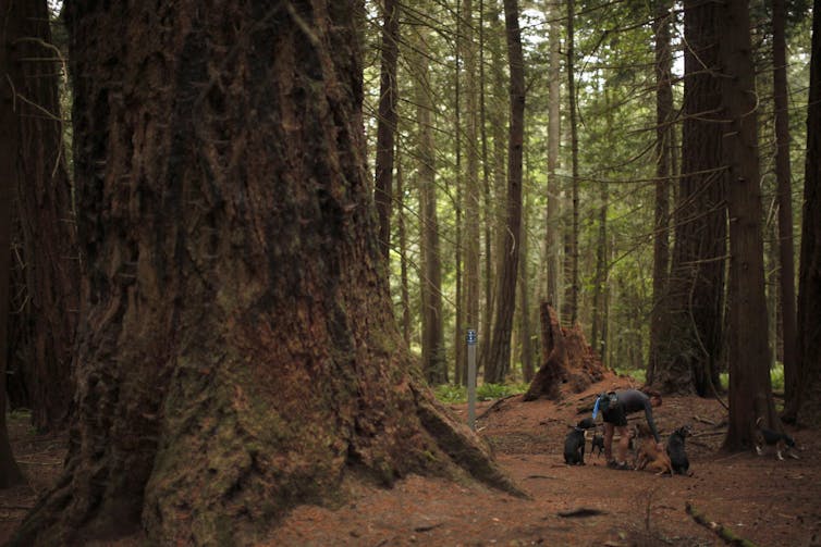 A person with dogs in a forest