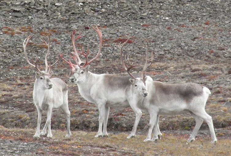 Peary caribou standing on the tundra