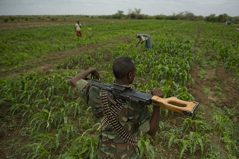 A man with an automatic rifle guards a crop field.