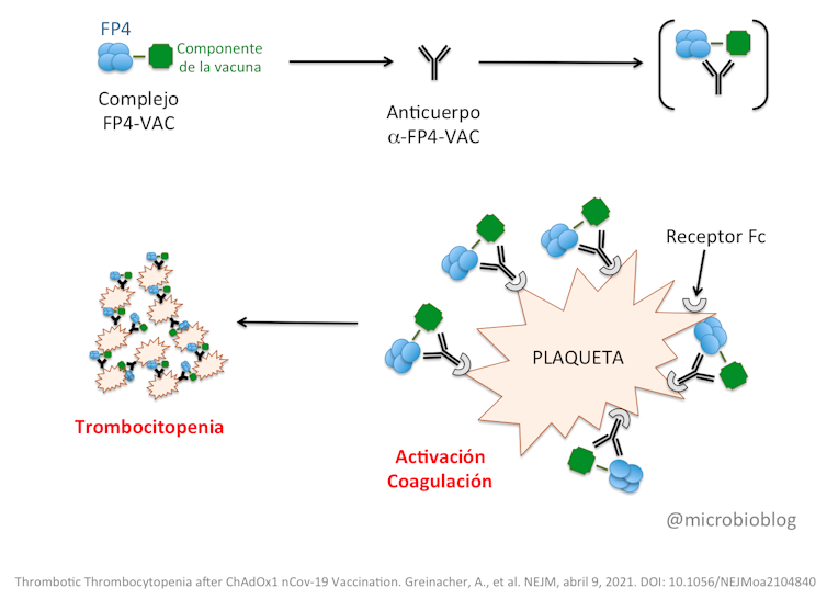 Como se forma o complexo entre as plaquetas e o receptor Fc que estaría a provocar os trombos. Fonte: Greinacher et al.