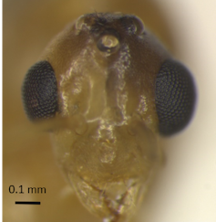 A male yellow crazy ant with one female eye and one male eye.