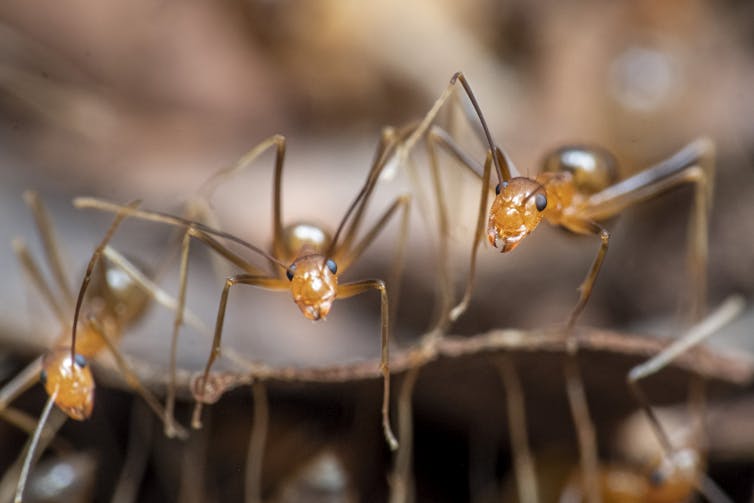 Three yellow crazy ants