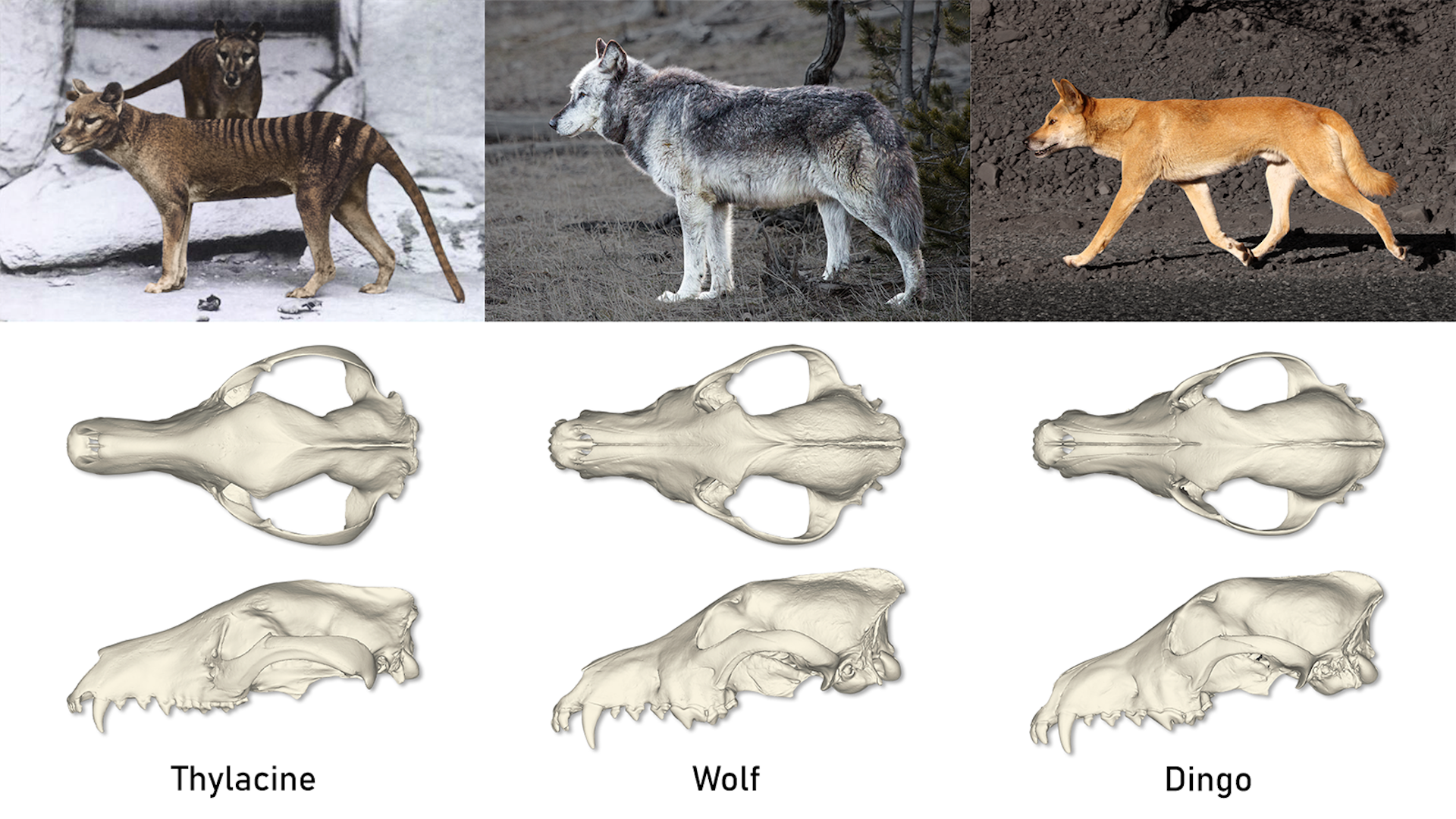 Like A Jackal In Wolf’s Clothing: The Tasmanian Tiger Was No Wolfish ...