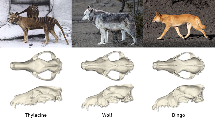 Composite image of a thylacine, wolf and dingo, and their respective skull from above and the side 