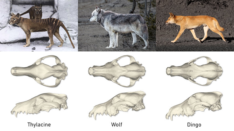 Composite image of a thylacine, wolf and dingo, and their respective skull from above and the side