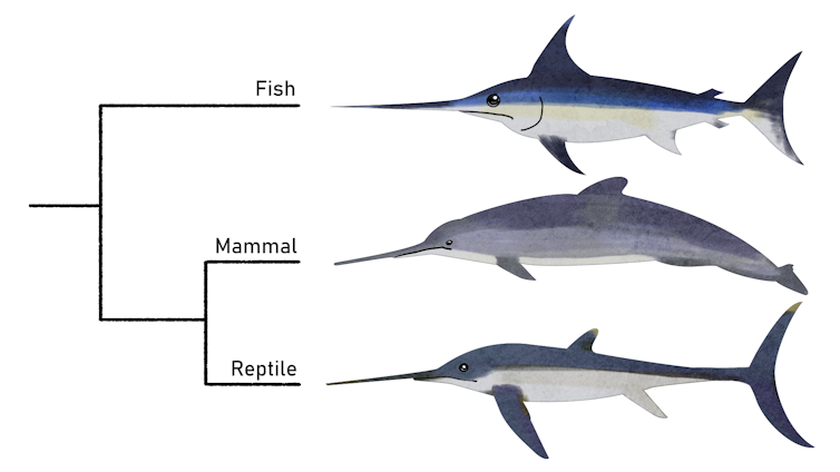Swordfish, extinct dolphin and ichthyosaur.