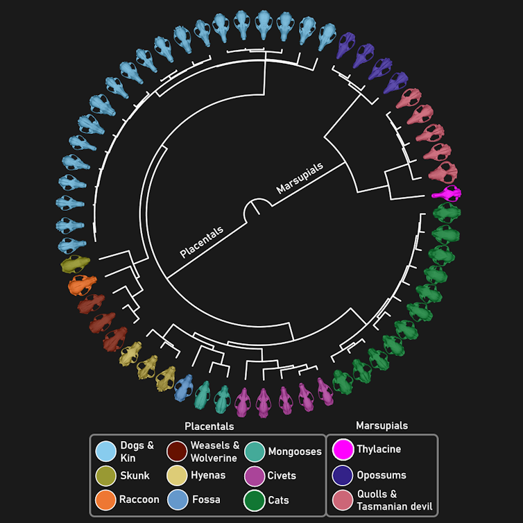 Evolutionary tree of comparative species