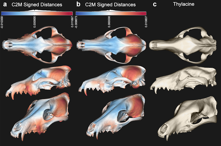 Skulls showing difference between wolf, thylacine and small prey-hunting dogs