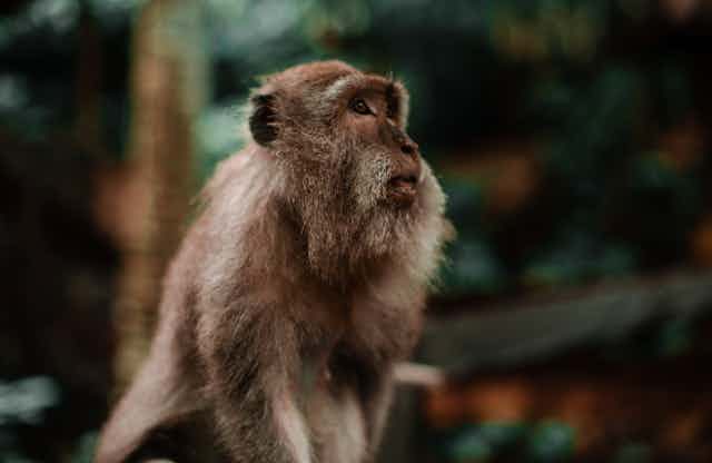 A macaque looking nervously into the distance