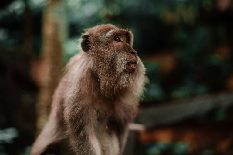 A macaque looking nervously into the distance