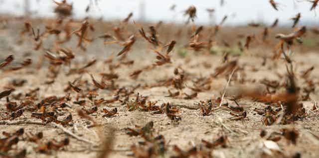A swarm of locusts on dry soil. Some of the insects are on the ground and some flying.