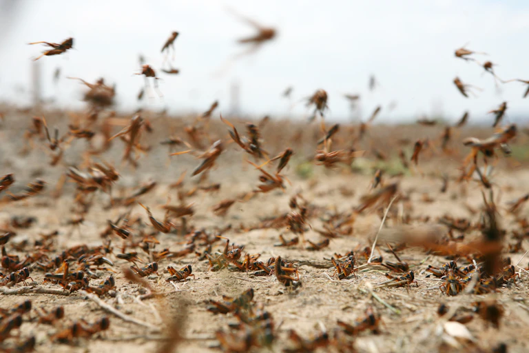 A swarm of locusts on dry soil. Some of the insects are on the ground and some flying.