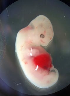 A small, partially-developed embryo