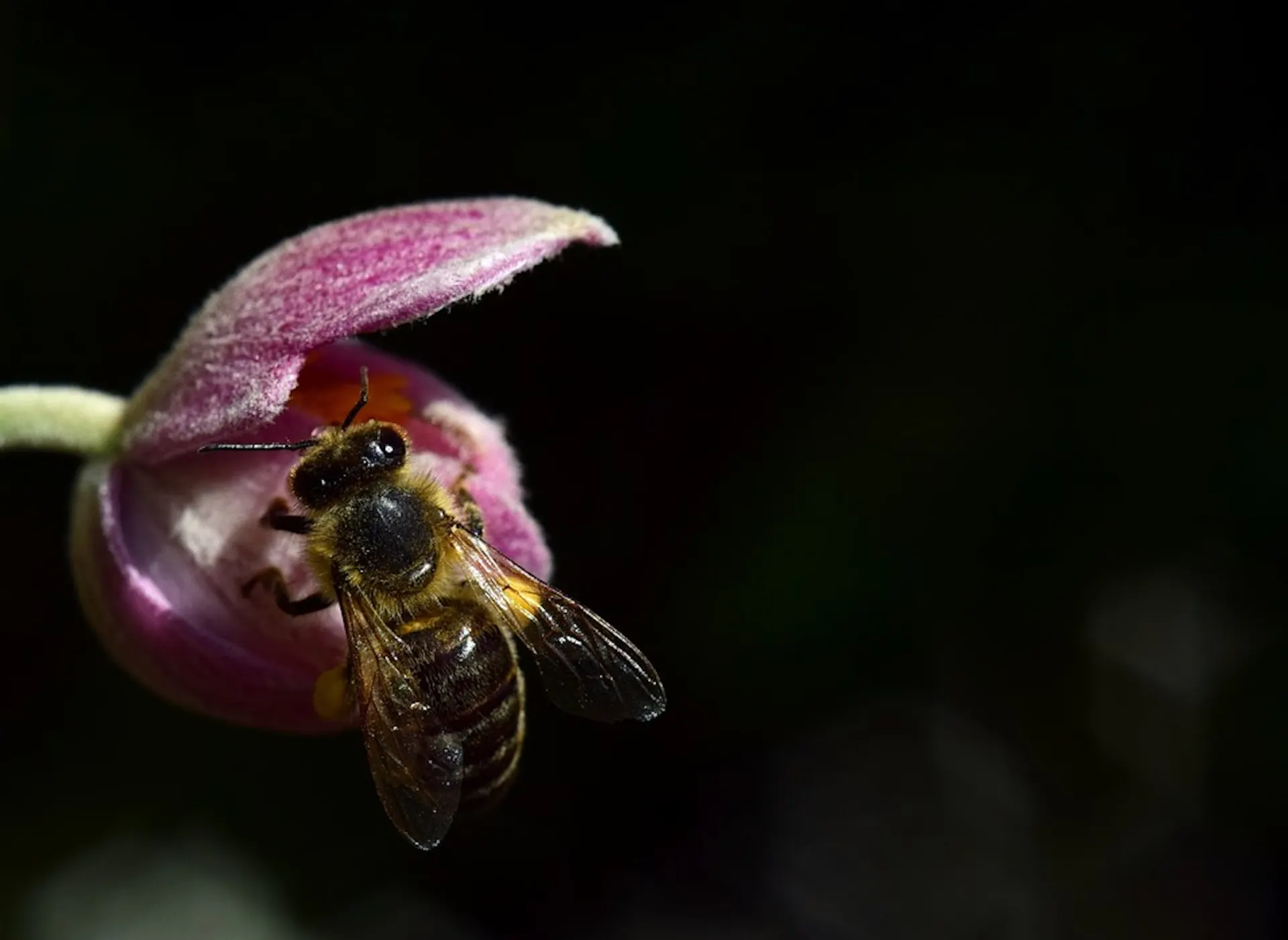 Truth, lies and honey - Vimarsana News