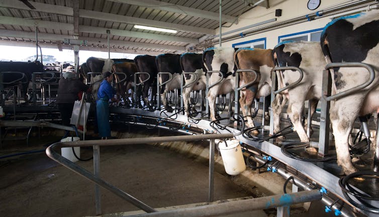 cows being milked in a modern shed