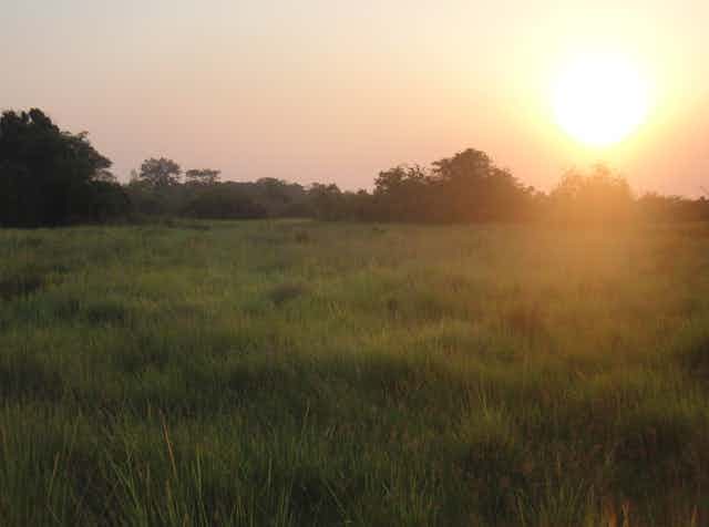Image of grassland in Uganda.