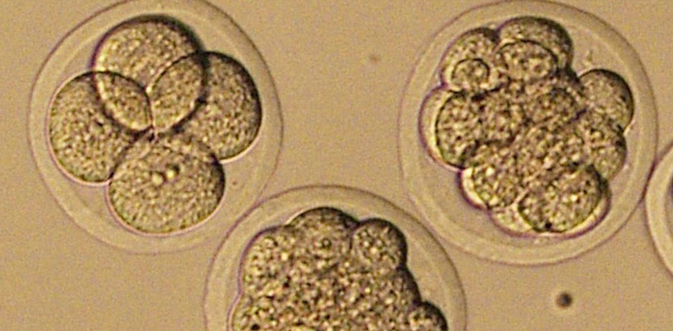 Labgrown embryos and humanmonkey hybrids Medical