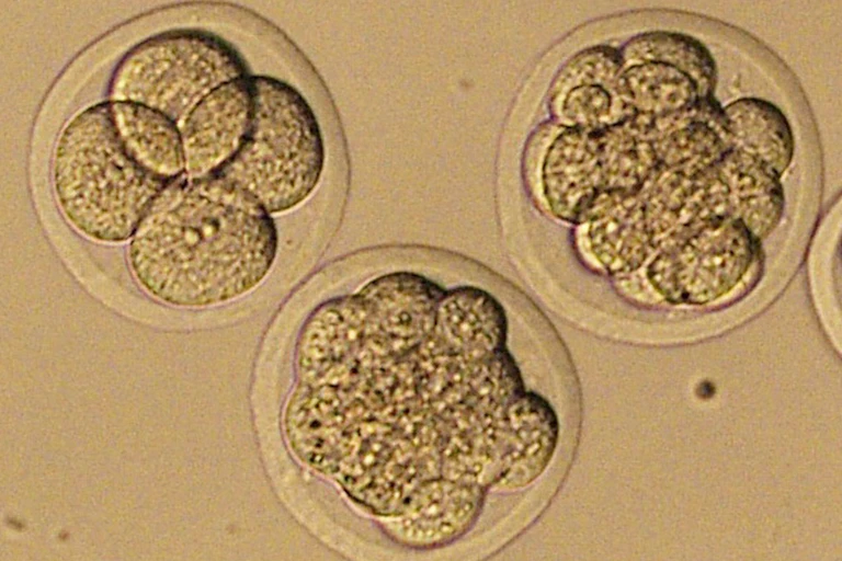 Three embryos showing four, eight and 16 cells.