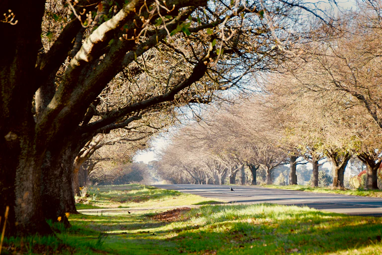 road lined with trees