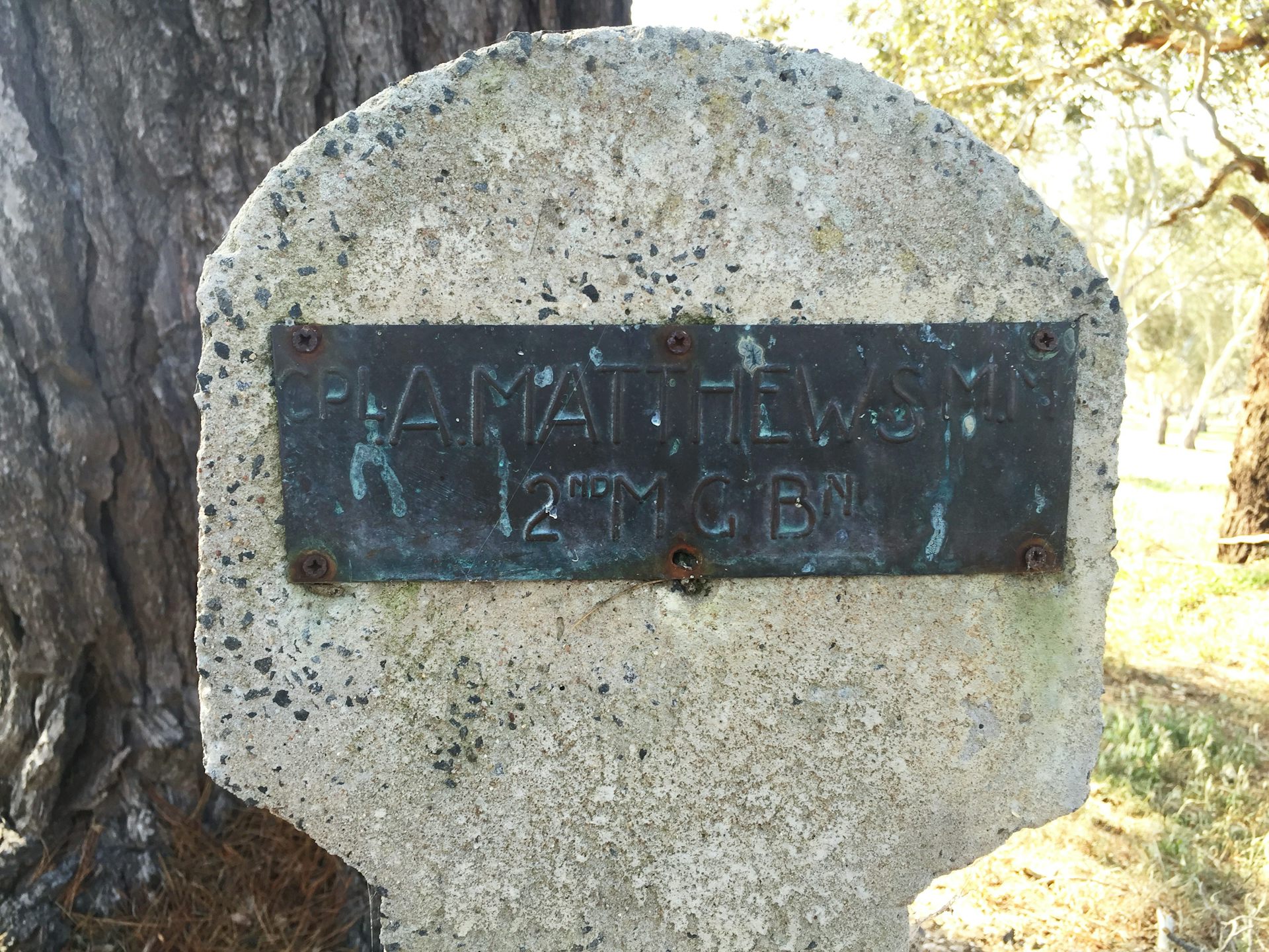 a plaque in front of a commemorative tree