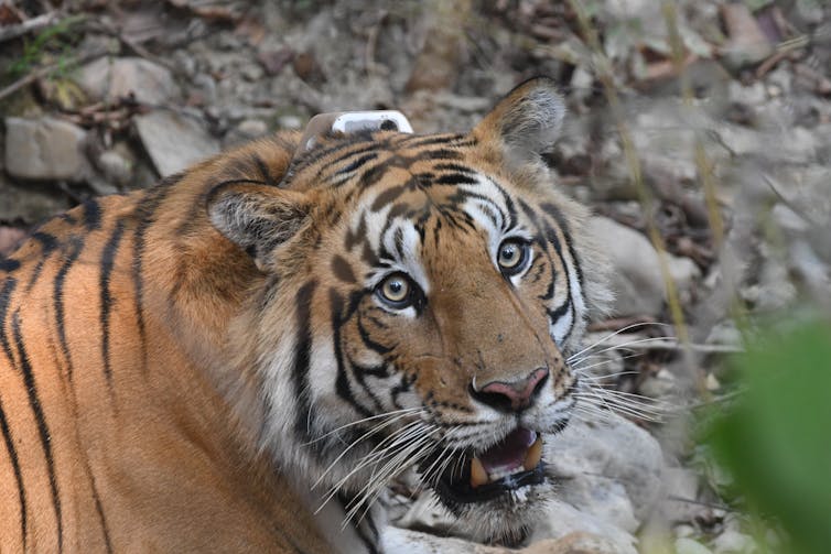 Tiger with tracking collar visible on its neck.