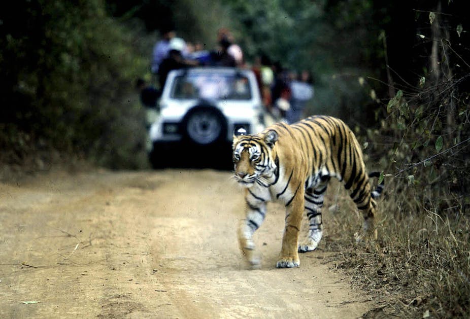 Tiger on dirt road with vehicles stopped in background