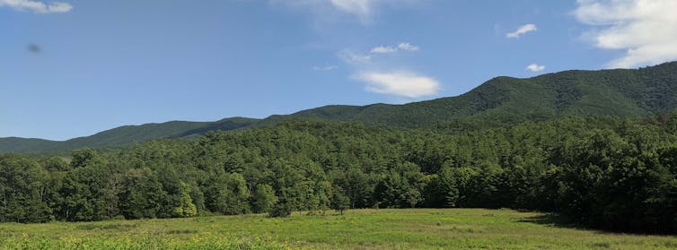 Trees with meadow in foreground.