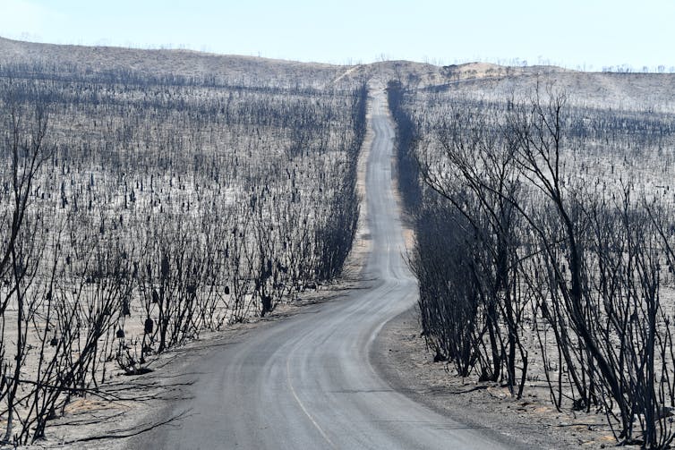 Burnt trees along a straight road