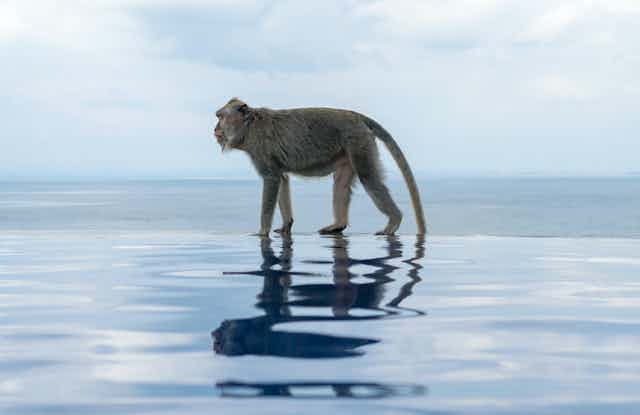 A monkey walking on the edge of an infinity pool with an ocean behind