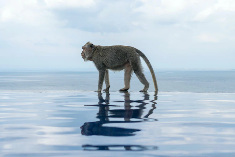 A monkey walking on the edge of an infinity pool with an ocean behind