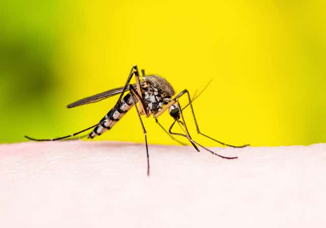 A mosquito on human skin