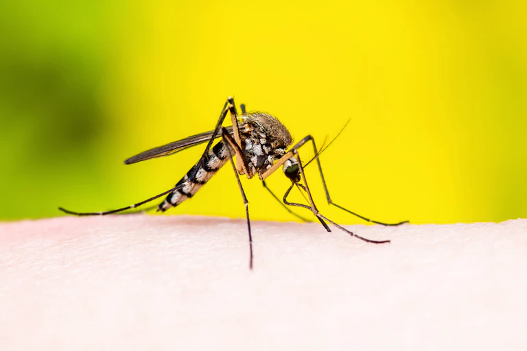 A mosquito on human skin