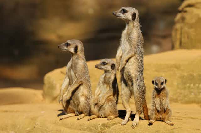 Four meerkats of differing sizes stand and sit on a rock.