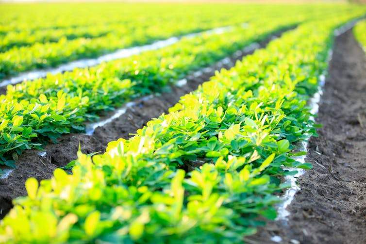 Rows of peanut crops.