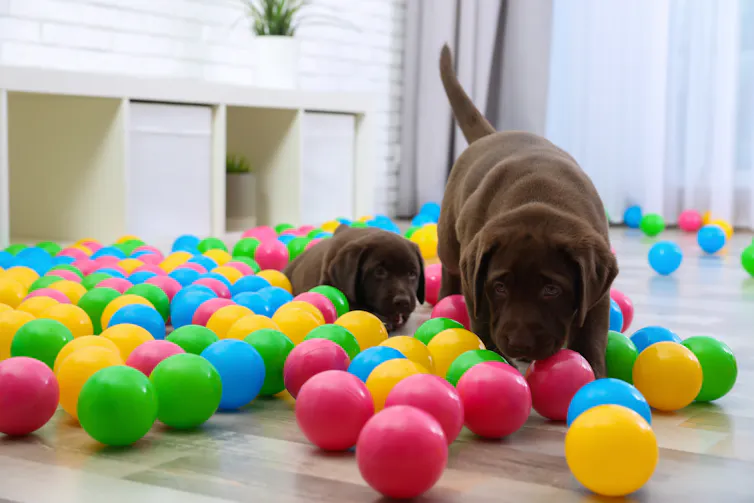 Chocolate lab puppies playing with balls