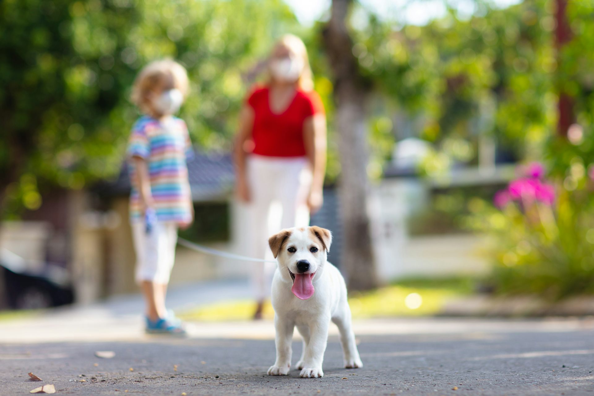 Pandemic Puppies: Canine Crisis Or Happy Household?