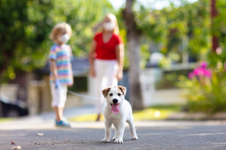 People wearing masks walk dog